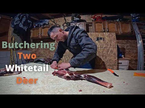Butchering Whitetail Deer