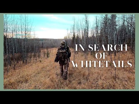 In Search of Whitetails
